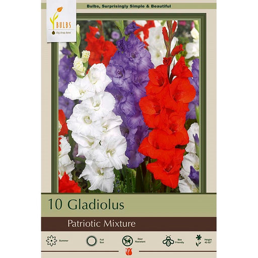 Gladiolus Large Flowering 'Patriotic Mixture' - Pack of 10 Corms