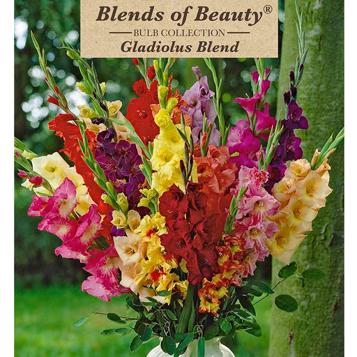 Gladiolus Large Flowering 'Mixture' - Pack of 30 Corms