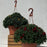 Hanging Basket Mum