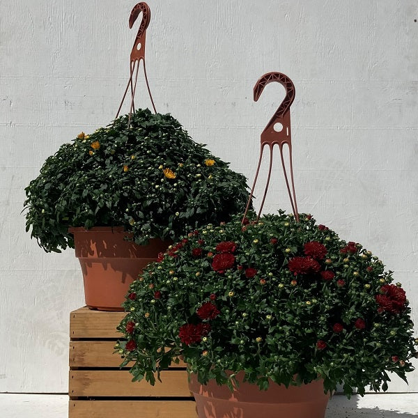 Hanging Basket Mum