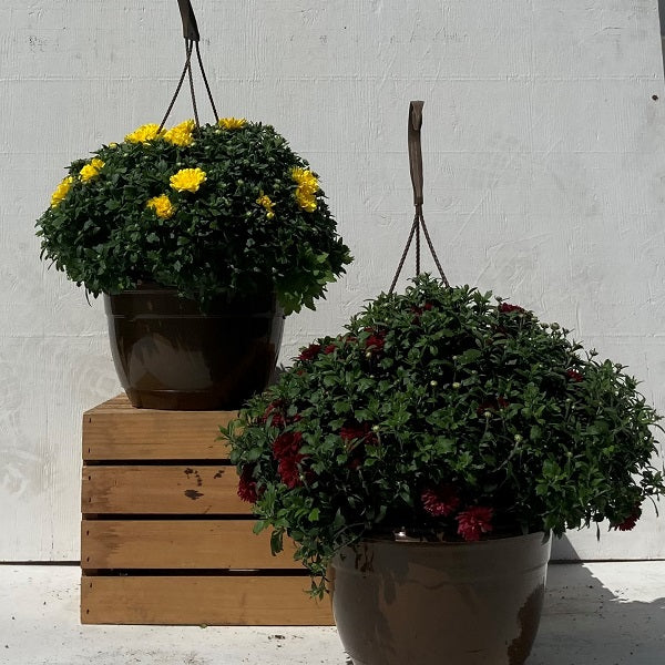 Hanging Basket Mum