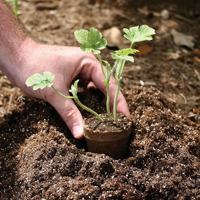 jiffy plant pots Ferry Morse Seed Co - Jiffy-pots Round Seed Starters 2.5 in