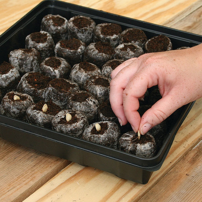 Jiffy Professional Seed Starting Greenhouse- 25 Peat Pellets