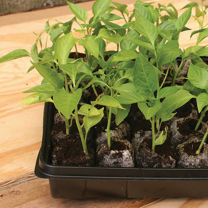 planting seeds in jiffy greenhouse Jiffy 42mm Greenhouse Kit 25 CELL