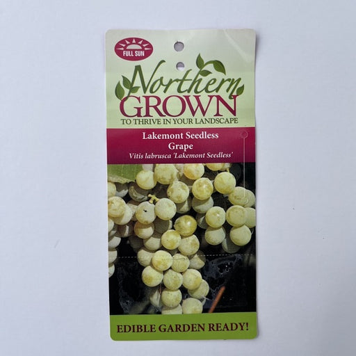 Lakemont Seedless Grape Vine, 2-Gallon