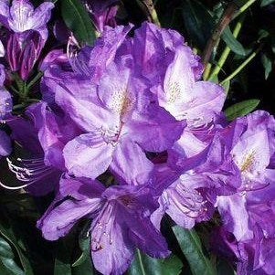 Lee's Dark Purple Rhododendron, 2-Gallon