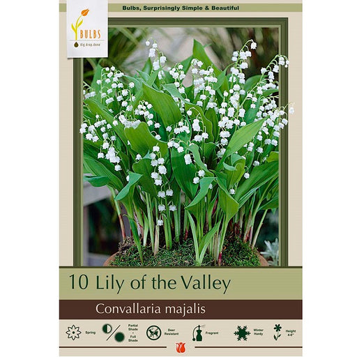 Lily of the Valley - Pack of 10