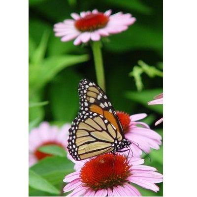 Magnus Purple Coneflower, 2-Gallon