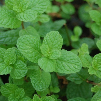 Herb, Mojito Mint 1-Gallon