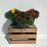 Hardy Mum, 6-Inch Pot