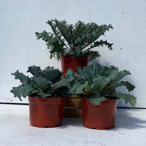 Ornamental Cabbage and Kale, 9-Inch Pot