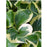 Patriot Hosta, 1-Gallon