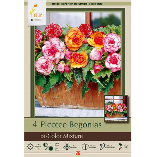 Begonia Picotee 'Bi-Color Mixture' - Pack of 4 Tubers