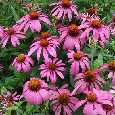 Magnus Purple Coneflower, 2-Gallon