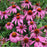 Magnus Purple Coneflower, 2-Gallon
