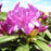 Purple Passion Rhododendron, 2-Gallon