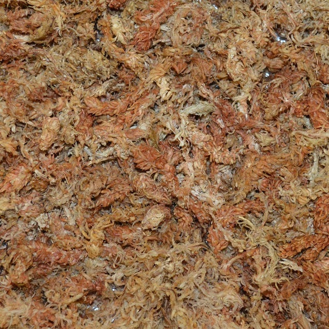 Better-Gro Long Fibered Sphagnum Moss 240 Grams
