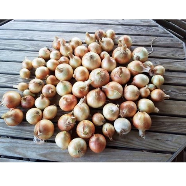 Candy Onion Plants, 1-bunch