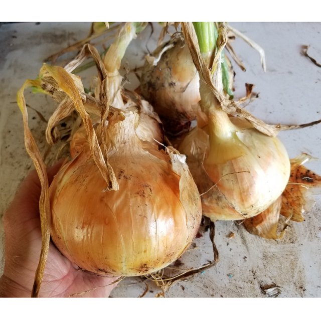 Candy Onion Plants, 1-bunch