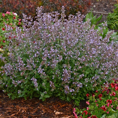 Cat's Meow Catmint, 1-Gallon
