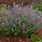 Cat's Meow Catmint, 1-Gallon