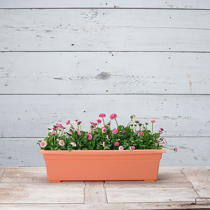 line planter box with plastic Novelty Countryside 24" Plastic Flower Box Planter, Assorted Colors — Ellington Agway