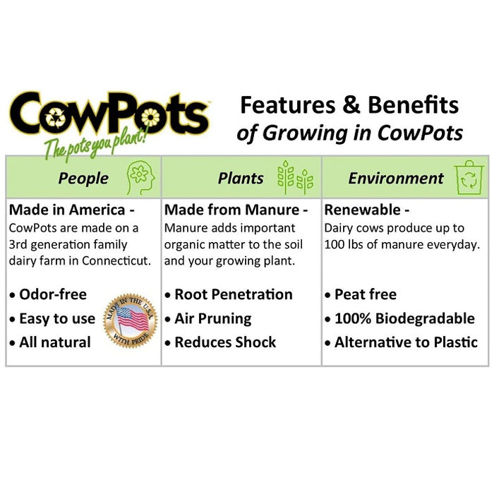 CowPots Biodegradable Seed Starting Pots, 3" Square 12-Pack