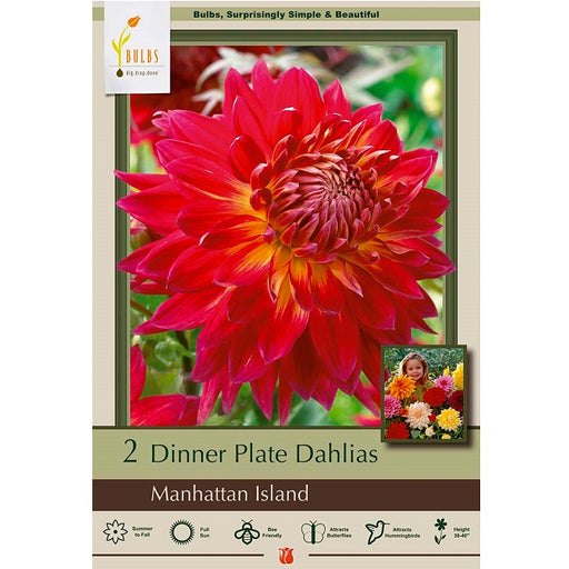 Dinner Plate Dahlia 'Manhattan Island'- Pack of 2 Tubers