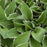 Francee Hosta, 1-Gallon