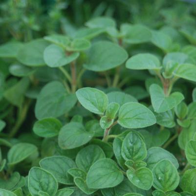 Greek Oregano, 1-Gallon