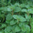 Greek Oregano, 1-Gallon