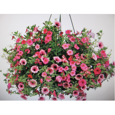 Flowering Hanging Basket Sun Varieties, 10-Inch