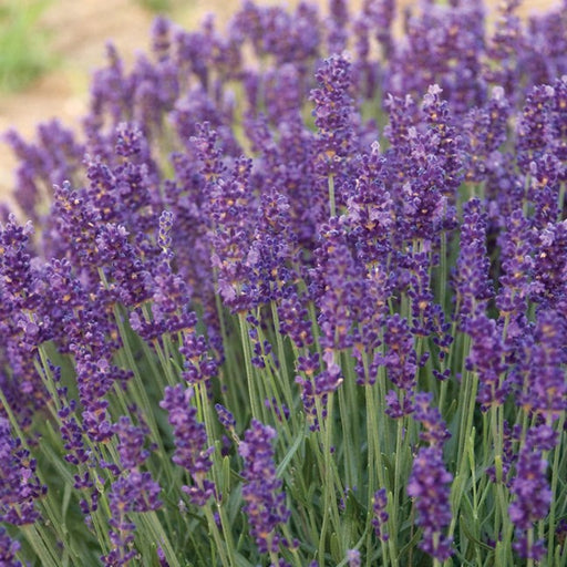 Hidcote Lavender, 1-Gallon