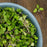 High Mowing Organic Seeds Red Russian Kale Microgreens 3oz