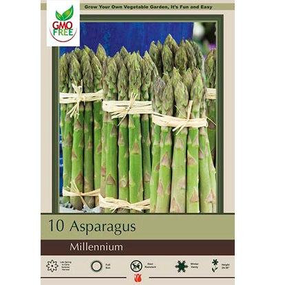 Asparagus Roots 'Millennium', Bundle/10