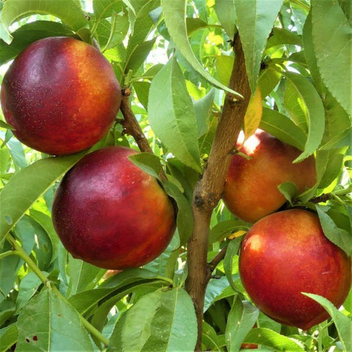 Independence Nectarine Tree, 7-Gallon