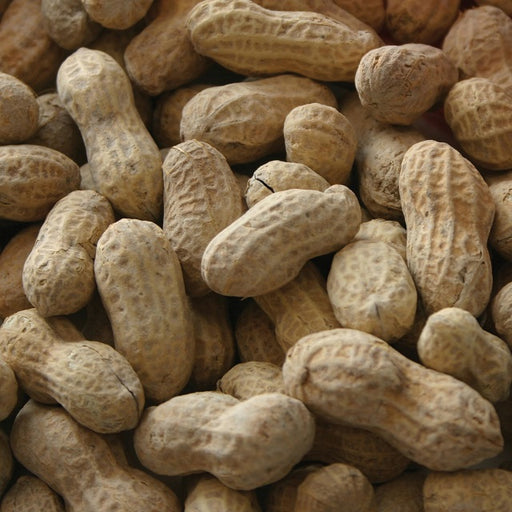 Raw In-Shell Peanuts
