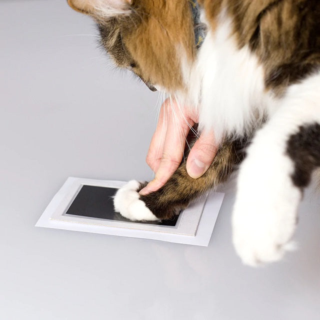 Small Pet Paw Print Clean-Touch Ink Pad Imprint Cards for Cats