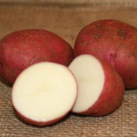 Red Norland Seed Potatoes, 5-Lbs.