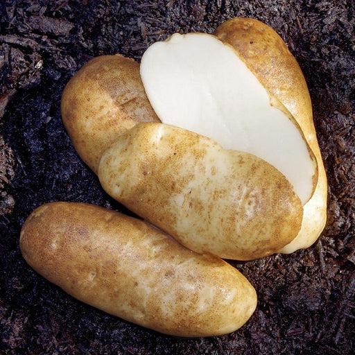 Russet Burbank Seed Potatoes, 5-Lbs.