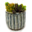 Succulent Combo Planter, 3.5" Ribbed Glaze