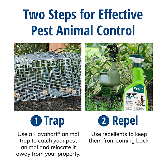 Havahart 2-Door Traps in the Animal & Rodent Control department at