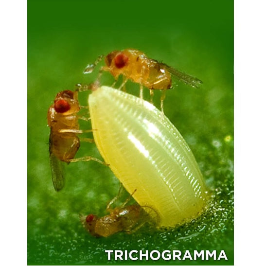 Trichogramma Beneficial Wasps, Pre-Paid Certificate - Organic Control