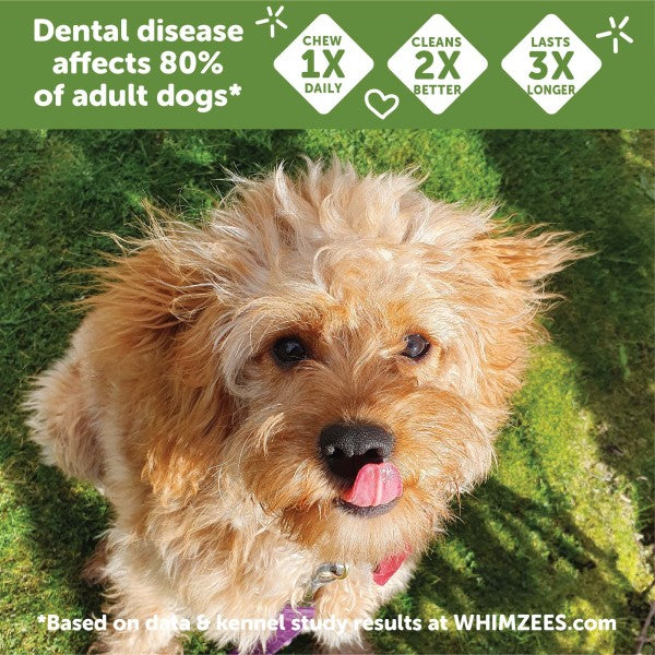 Whim Dogs 12 Count WHIMZEES® Brusheez Medium Daily Dental Treat for Dogs- 12.7 o ...