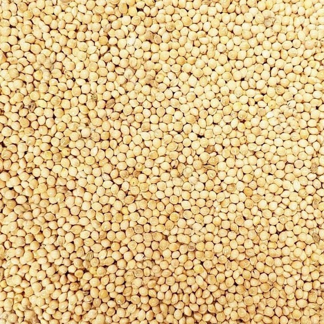 bird seed millet plant White Millet 50 Lbs