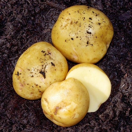 Yukon Gold Seed Potatoes, 5-Lbs.